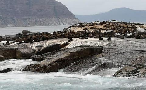 Private Tour of Cape of Good Hope and Kirstenbosch in Cape Town