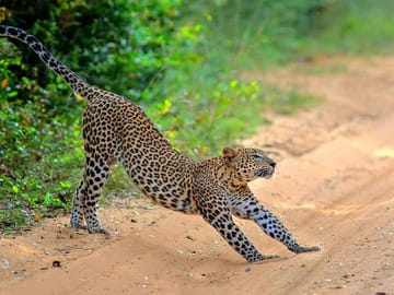 Wilpattu-Jeep-Safari-and-Anuradhapura-Day-Tour-from-Trincomalee-2