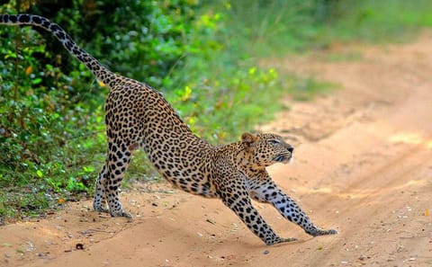 Wilpattu National Park Jeep Safari and Anuradhapura Tour