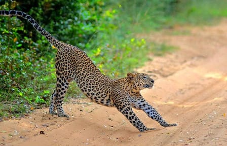 Wilpattu National Park Jeep Safari and Anuradhapura Tour
