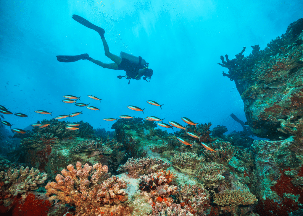 Duiken in Sharm-el-Sheikh | Stepway Tours