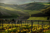 Private Nemean Wine Tour, Ancient Nemea & Mycenae from Athens 6