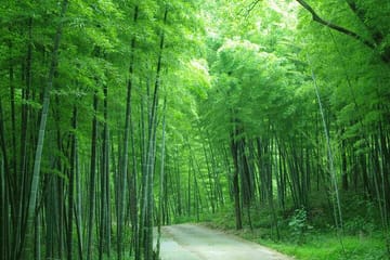Private Two-Day Tour to Moganshan from Shanghai