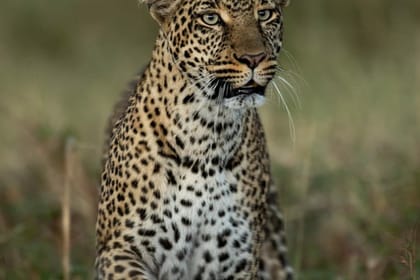 Golf and Safari Experience in Nairobi and Naivasha, Kenya