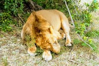 lions find solace in rest