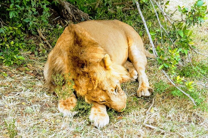 lions find solace in rest