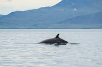 Whales & FlyOver Iceland 3