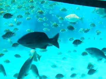 Discover Roatan Marine Life