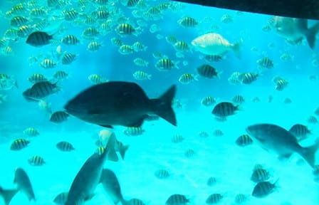 Glass Bottom Boat Tour and Wildlife Experience in West Bay