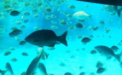 Glass Bottom Boat Tour and Wildlife Experience in West Bay