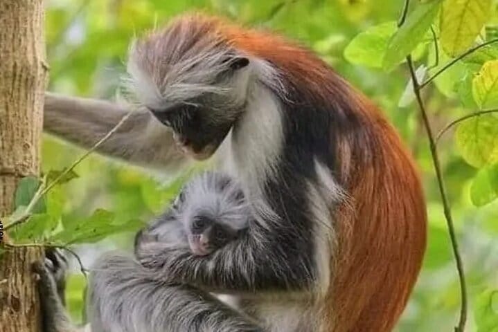 Jeep Safari Zanzibar Island 3 Day Private Tour