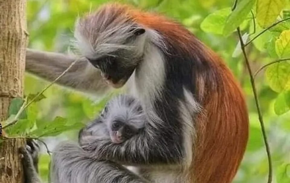 Jozani Forest Tour and Lunch at Rock Restaurant in Zanzibar