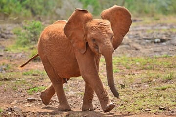 David Sheldrick Elephant Orphanage Daily Tour