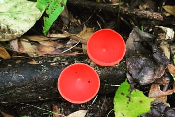 Rainmaker Park Hiking Tour near Parrita, Costa Rica