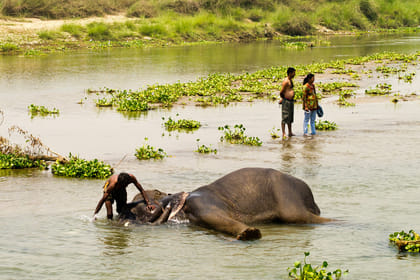 4 Days – Chitwan National Park Safari Wildlife Discovery (Filming Option)
