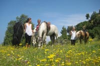 Alanya horse safari