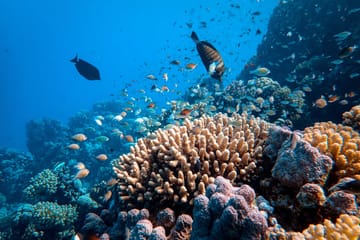 Snorkeling Day Trip at Sataya Reef in Egypt