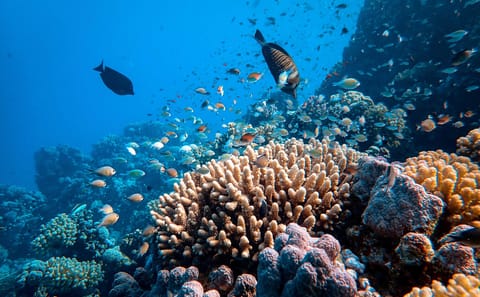 Snorkeling Day Trip at Sataya Reef in Egypt