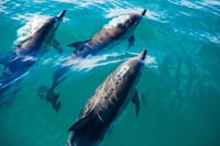 Key West Dolphin Watching and Snorkeling with Beer and Wine from Miami 1