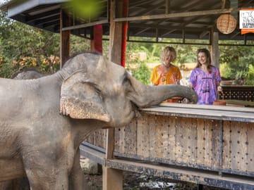 Elephant Feeding and Shower Experience in Chiang Mai