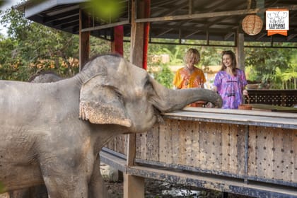 Elephant Feeding and Shower Experience in Chiang Mai
