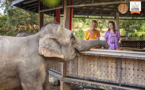 Elephant Feeding and Shower Experience in Chiang Mai