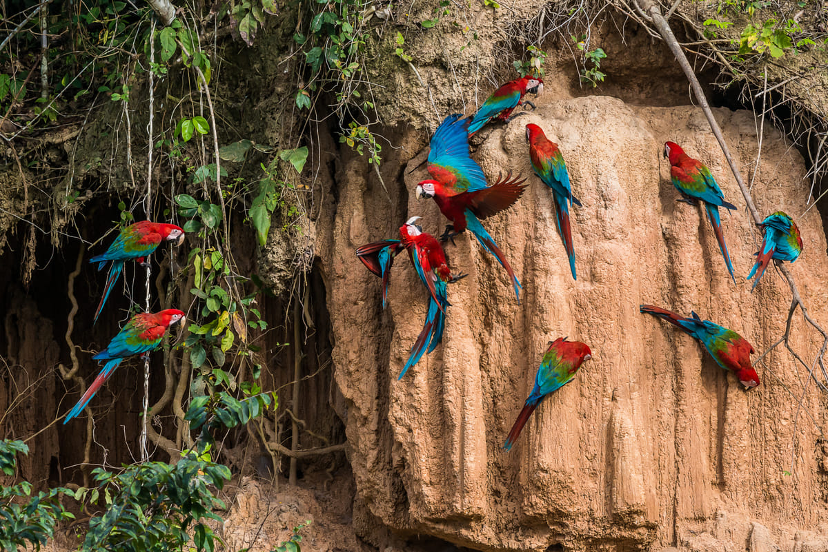 Pmal-04 : Macaw Magic: 3 Days at Tambopata’s Clay Lick