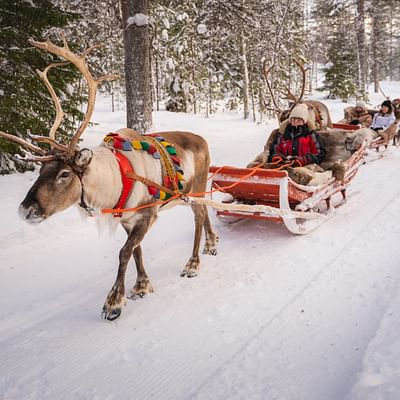 Aventura de invierno: Safari en trineo de renos en Rovaniemi