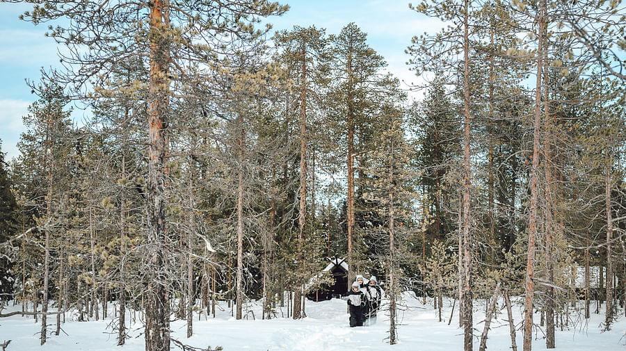 Snowshoeing tour, forest, Pure Lapland, Rovaniemi Lapland