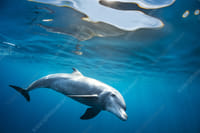 Wasini Full Day Tour - Available Daily 1