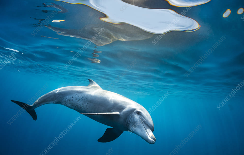 Kisite-Mpunguti Marine National Park Full Day Tour in Kenya