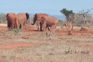 4 days Best of Kenya safaris (Tsavo east, Amboseli and Tsavo west.)
