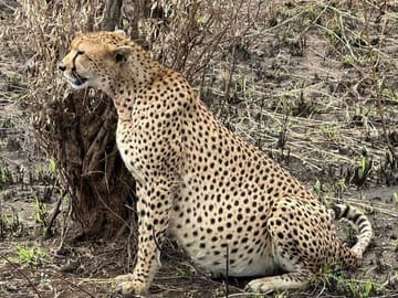 Amboseli day trip with pick up