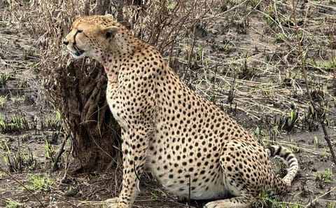Amboseli day trip with pick up