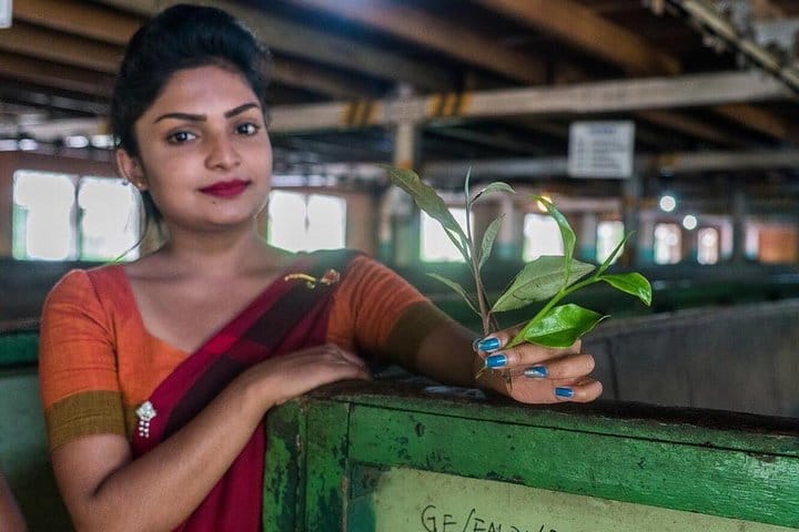 Tea Plucking & Tea Factory Tour