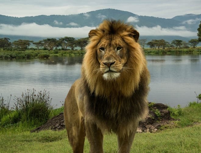 3-Day Maasai Mara Camping Safari 8
