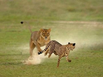 7 Days Luxury Great Migration Safari
