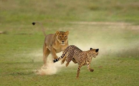 7 Days Luxury Great Migration Safari