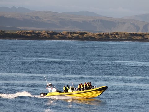 Puffin Tour by RIB Speedboat from Downtown Reykjavik, photo 19