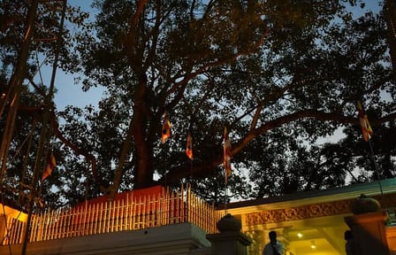 Anuradhapura and Aukana Day Tour from Negombo