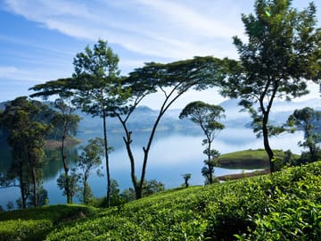 James Taylor's Tea Estate Tour in Kandy, Sri Lanka