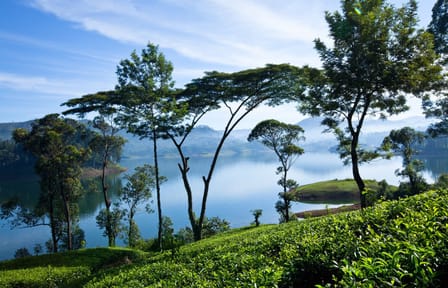 James Taylors Tea Story Tour from Kandy