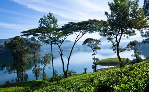 James Taylor's Tea Estate Tour in Kandy, Sri Lanka