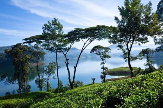 James Taylors Tea Story Tour from Kandy