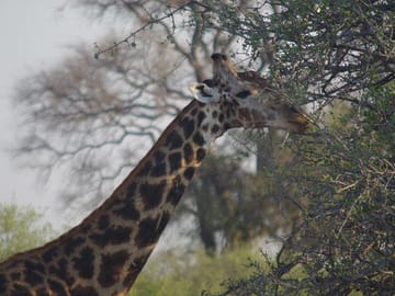 giraffe