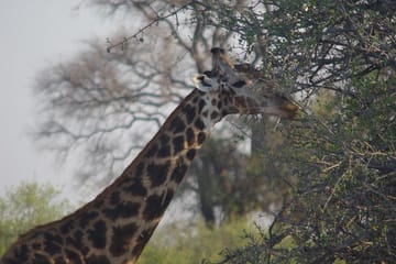 4-Day Hwange Safari with Stay at Iganyane Tented Camp