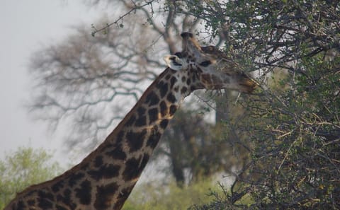 4-Day Hwange Safari with Stay at Iganyane Tented Camp