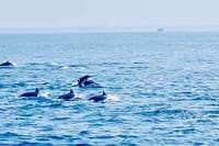 Whale Watching Experience in Mirissa 4