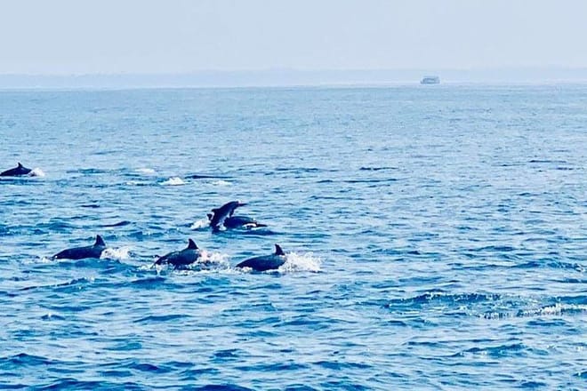 Whale Watching Experience in Mirissa 4
