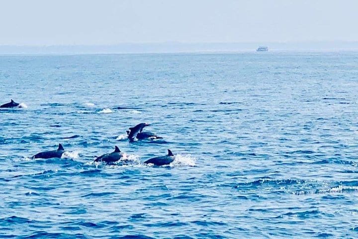 Whale Watching Experience in Mirissa 4